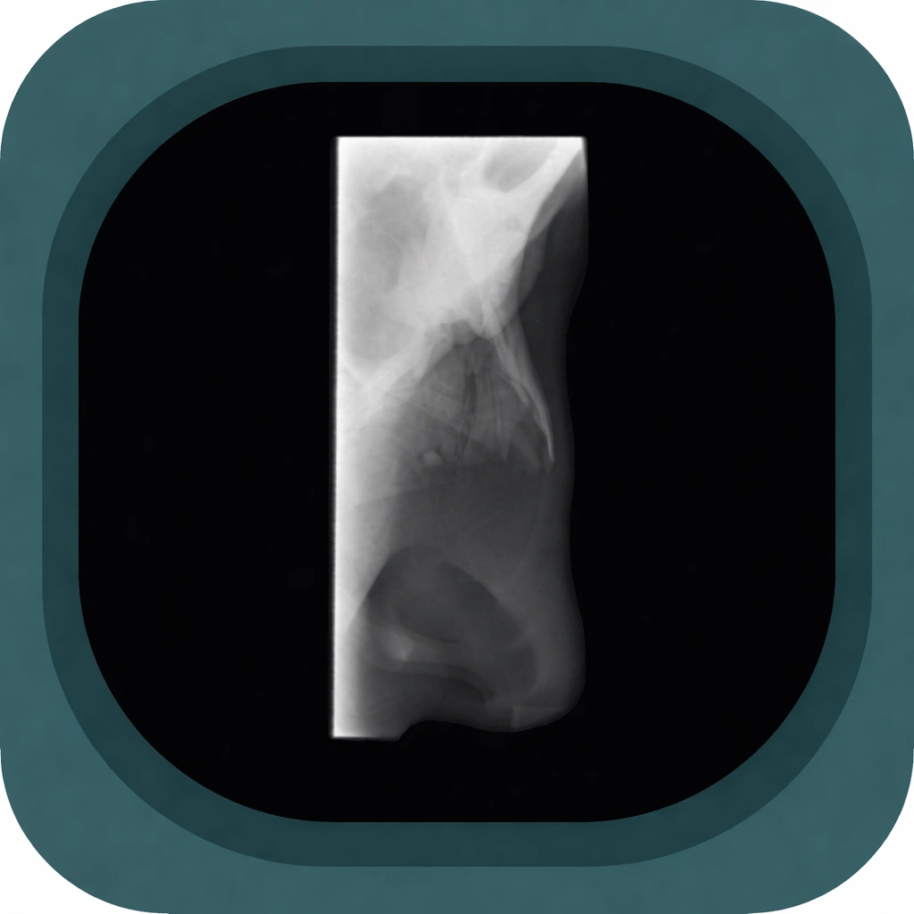 X-Ray Nasal Bone Anatomy icon